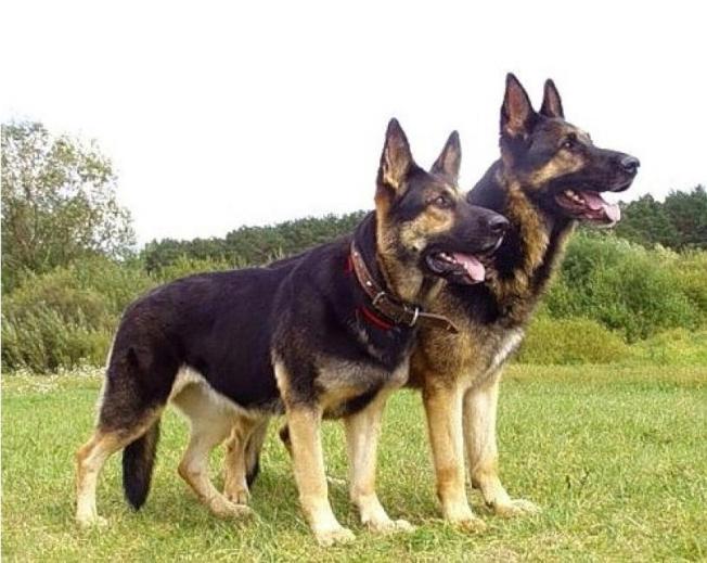 two-lovely-east-european-shepherd-dogs-photo