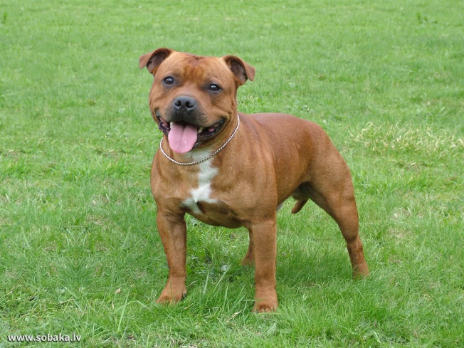Animals___Dogs_The_Brown_Staffordshire_Bull_Terrier_on_the_grass_048455_